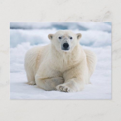 Adult polar bear on the summer pack ice postcard