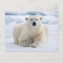Adult polar bear on the summer pack ice postcard