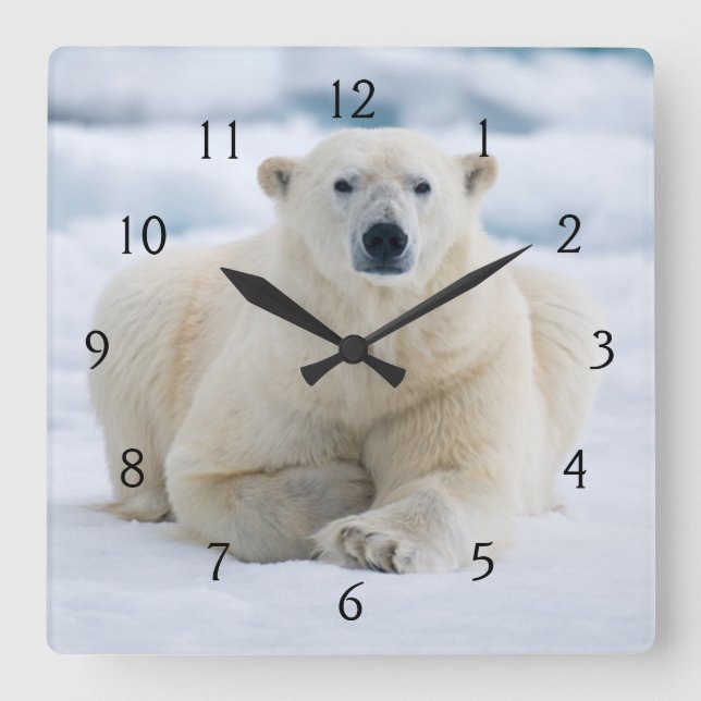 Adult polar bear on the summer pack ice square wall clock (Front)