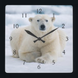 Adult polar bear on the summer pack ice square wall clock<br><div class="desc">Steve Kazlowski / SuperStock.com | Europe,  Norway | Norway,  Spitsbergen. Adult polar bear (Ursus maritimus) large boar rests on the summer pack ice.</div>