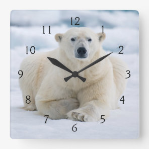Adult polar bear on the summer pack ice square wall clock