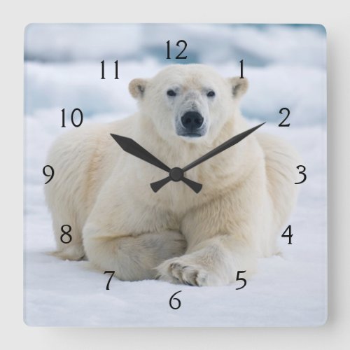 Adult polar bear on the summer pack ice square wall clock