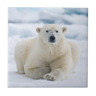 Adult polar bear on the summer pack ice tile