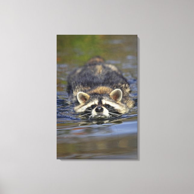 Adult Raccoon, Procyon lotorOrder : Canvas Print (Front)