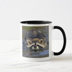 Adult Raccoon, Procyon lotorOrder : Mug