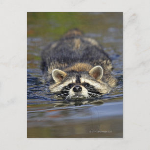 Adult Raccoon, Procyon lotorOrder : Postcard