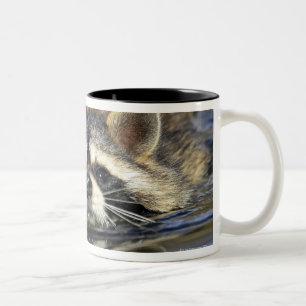 Adult Raccoon, Procyon lotorOrder : Two-Tone Coffee Mug
