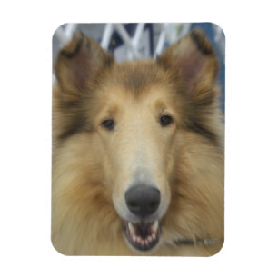 Adult rough collie magnet