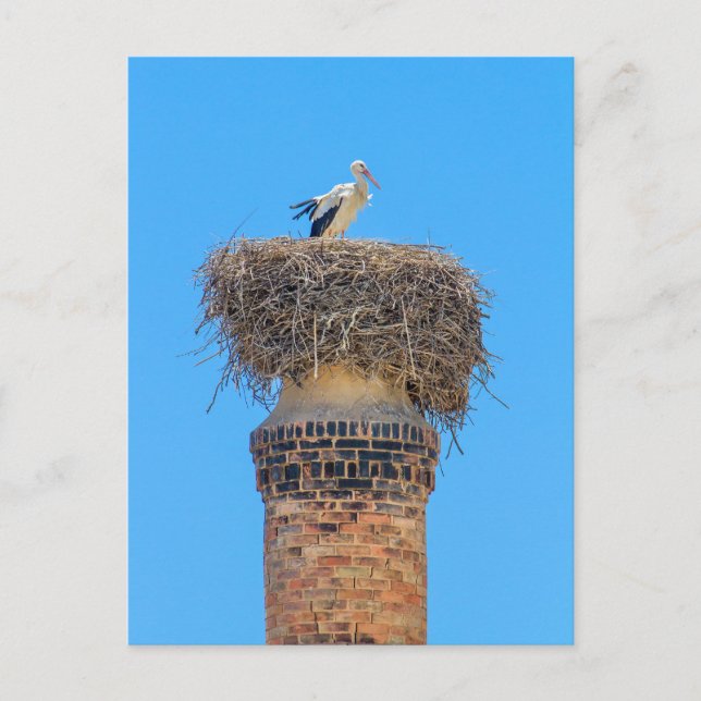 Adult stork in nest on chimney.JPG Postcard (Front)