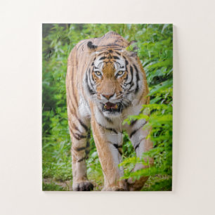 Adult Tiger Prowling Among Bright Green Leaves Jigsaw Puzzle