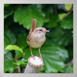 Adult Wren With A Bug In It's Mouth Poster