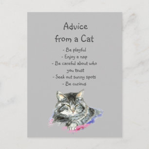 Advice from a Cat Fun Animal Humor Postcard