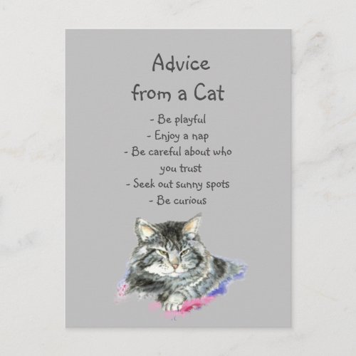 Advice from a Cat Fun Animal Humor Postcard