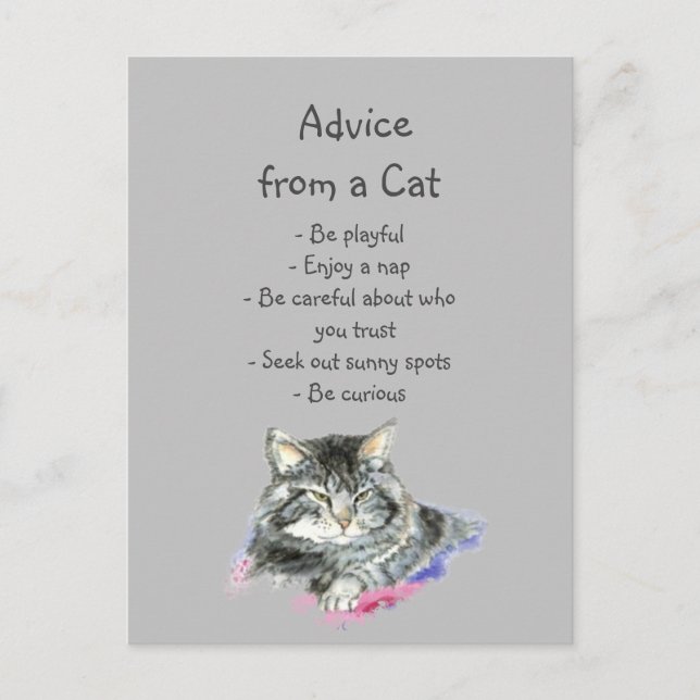 Advice from a Cat Fun Animal Humor Postcard (Front)