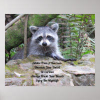 Advice From A Raccoon Poster