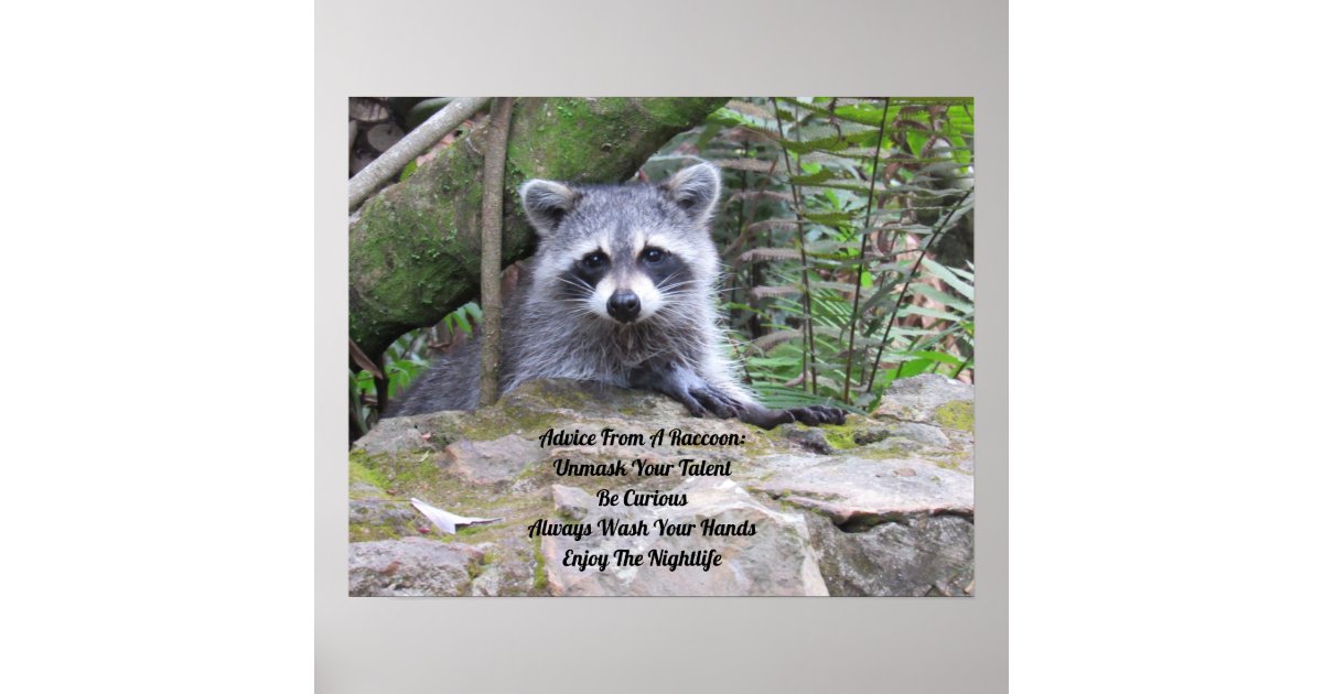 Advice From A Raccoon Poster | Zazzle