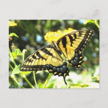 Ae- Butterfly Postcards by naturesmiles at Zazzle