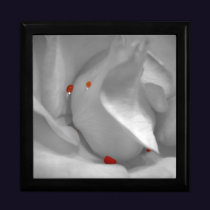 Aeolian Watercolor Gift Box