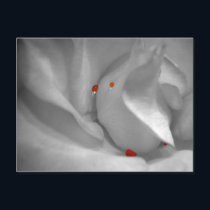 Aeolian Watercolor Postcard