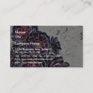 Aeonium Flower On Dry Rocks Business Card