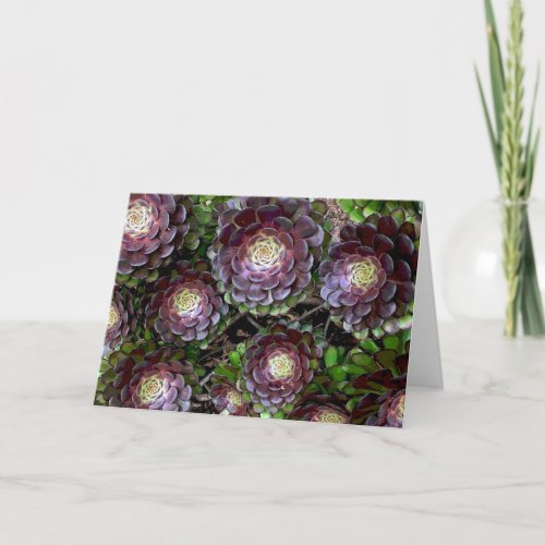 Aeonium Garden Card