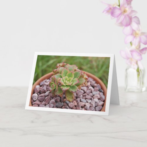 Aeonium Haworthii  Haworths Succulent Plant Card