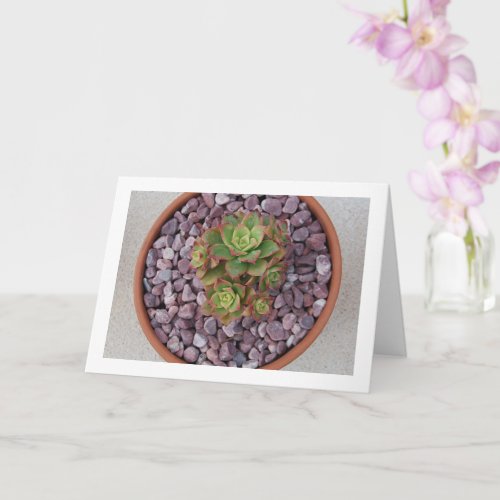 Aeonium Haworthii  Haworths Succulent Plant Card