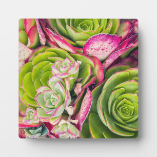 Aeonium plaque