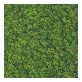 Aerial forest view, top view, copy space. faux canvas print