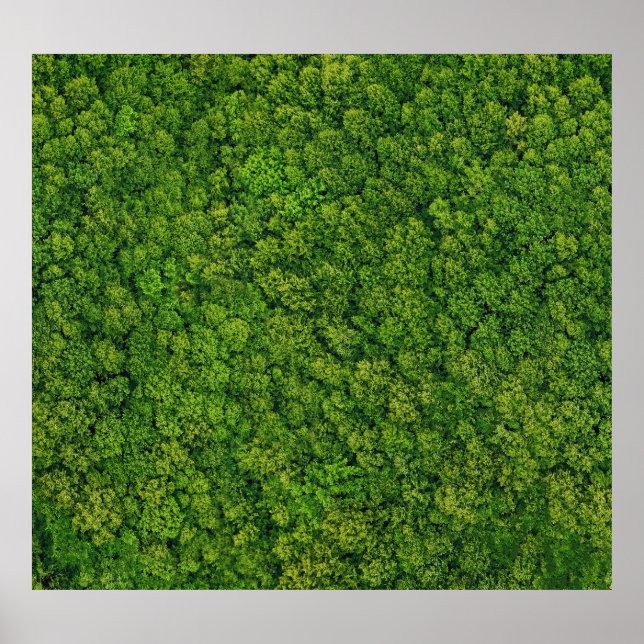 Aerial forest view, top view, copy space. poster (Front)