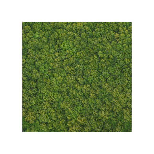 Aerial forest view, top view, copy space. wood wall art (Front)