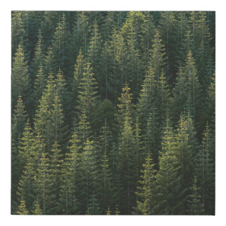 AERIAL PHOTOGRAPHY OF FOREST FAUX CANVAS PRINT