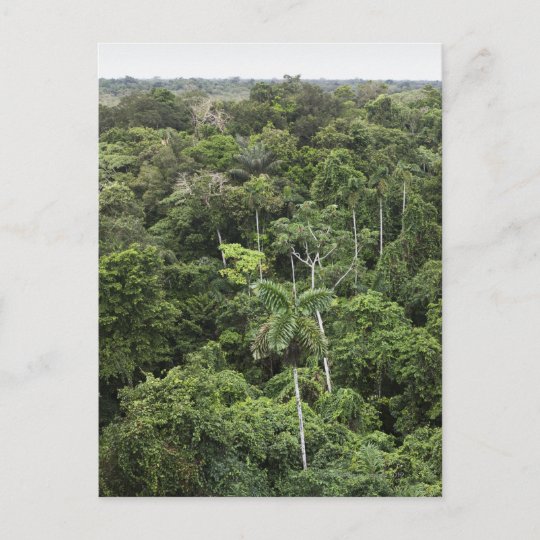 Aerial view of Amazon Rain forest Postcard