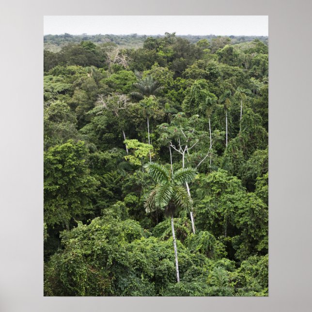 Aerial view of Amazon Rain forest Poster (Front)