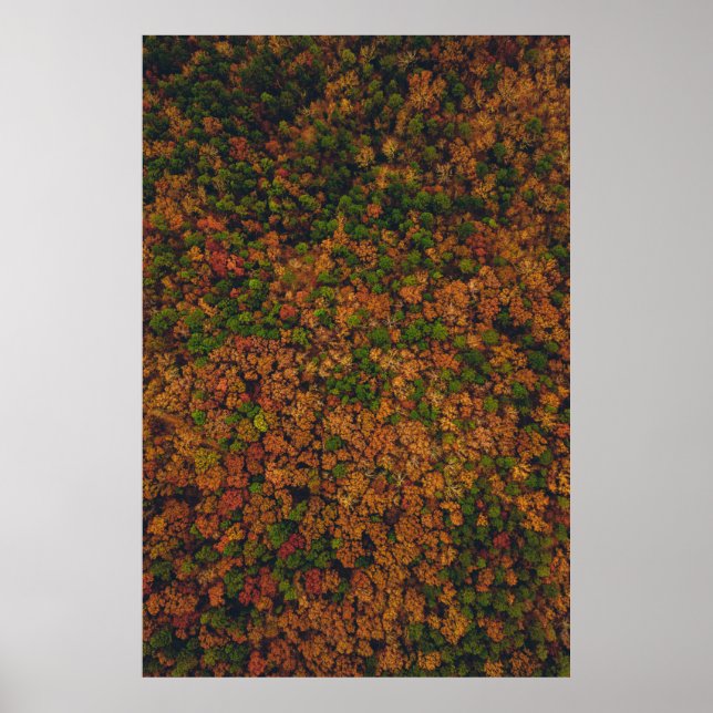 Aerial view photography of forest poster (Front)