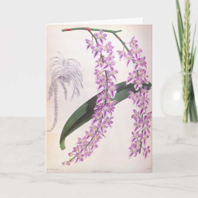 Aerides Lobbii Vintage Lilac Lindenia Orchid Card (Front)
