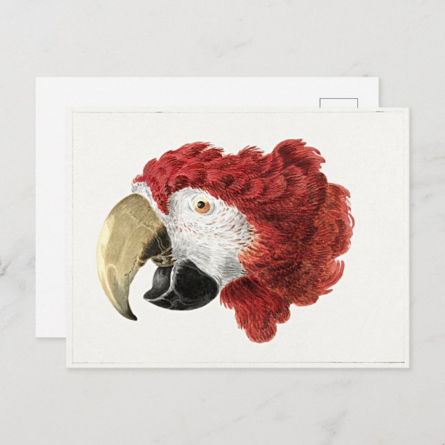 Aert Schouman painting, Head of a Macaw Postcard (Front/Back)