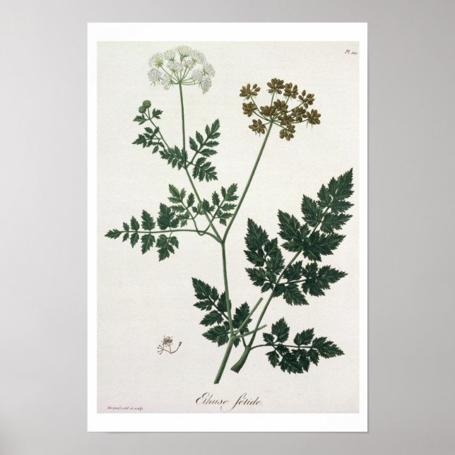 Aethusa Cynapium from 'Phytographie Medicale' by J Poster (Front)
