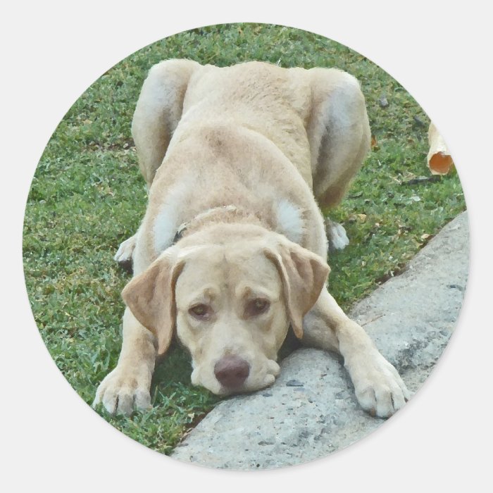 AF  Yellow Labrador Stickers