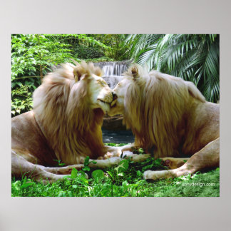 Affectionate Lions Poster