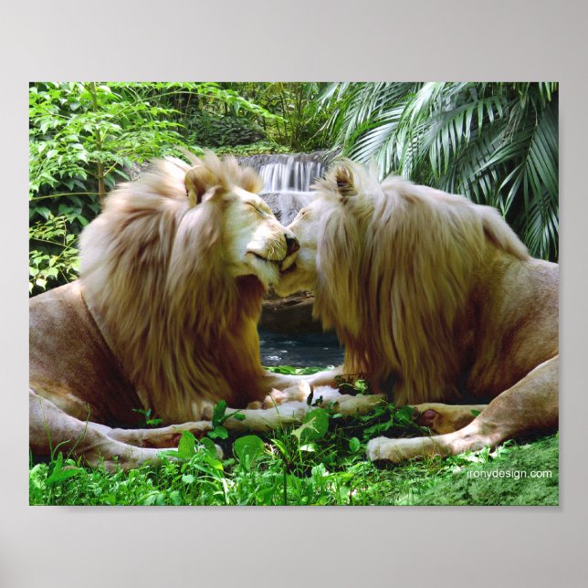 Affectionate Lions Poster (Front)