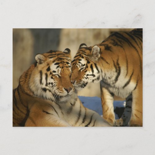 Affectionate Tigers Postcard