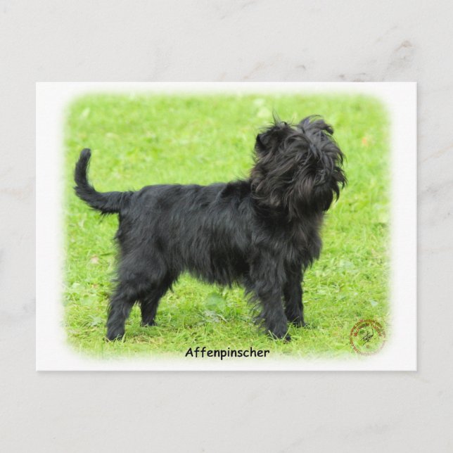 Affenpinscher 9R095D-093 Postcard (Front)