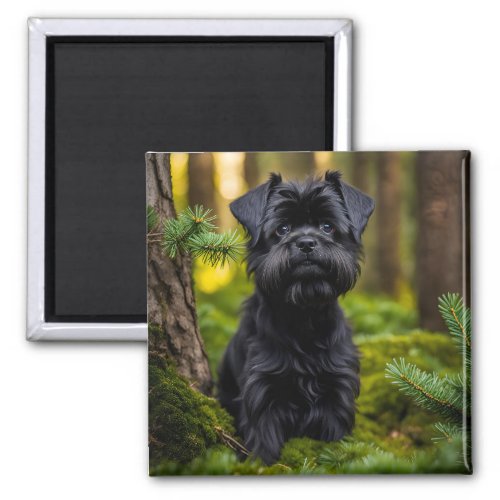 Affenpinscher cute photo magnet