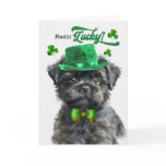 Affenpinscher
