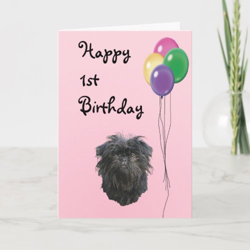 Affenpinscher Happy 1st Birthday Card