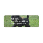 Affenpinscher Label
