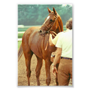 Affirmed Thoroughbred Racehorse 1978 Photo Print