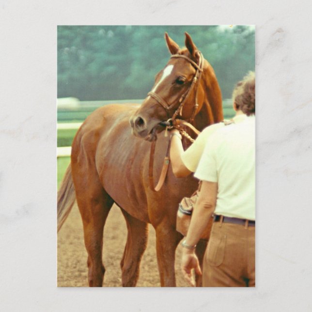 Affirmed Thoroughbred Racehorse 1978 Postcard (Front)