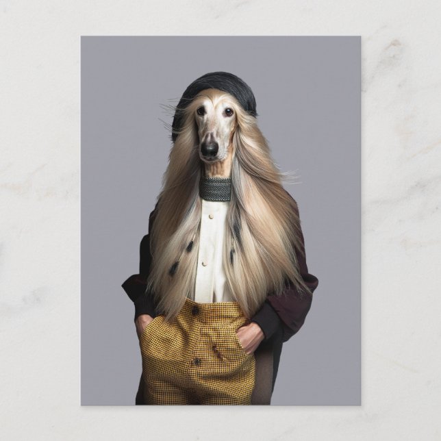 Afghan dog blond hair in trousers postcard (Front)